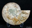 Inch Split Ammonite (Half) #3029-1
